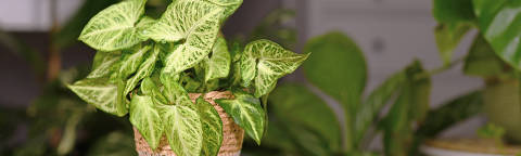 Tropical 'Syngonium Podophyllum Arrow' houseplant in basket pot indoors on wooden coffee table
( Foto:  Firn/adobe stock ) DIREITOS RESERVADOS. NÃO PUBLICAR SEM AUTORIZAÇÃO DO DETENTOR DOS DIREITOS AUTORAIS E DE IMAGEM
